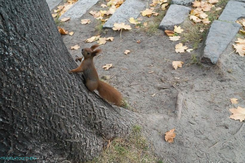 Squirrels run very fast, the shutter speed is very short