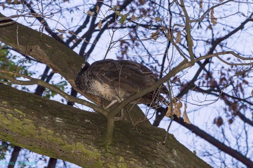 It turns out peacocks easily jump on the trees and sleep there on the way