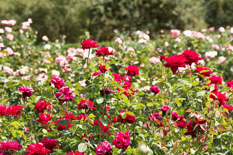 Rosary in Salgirka Park