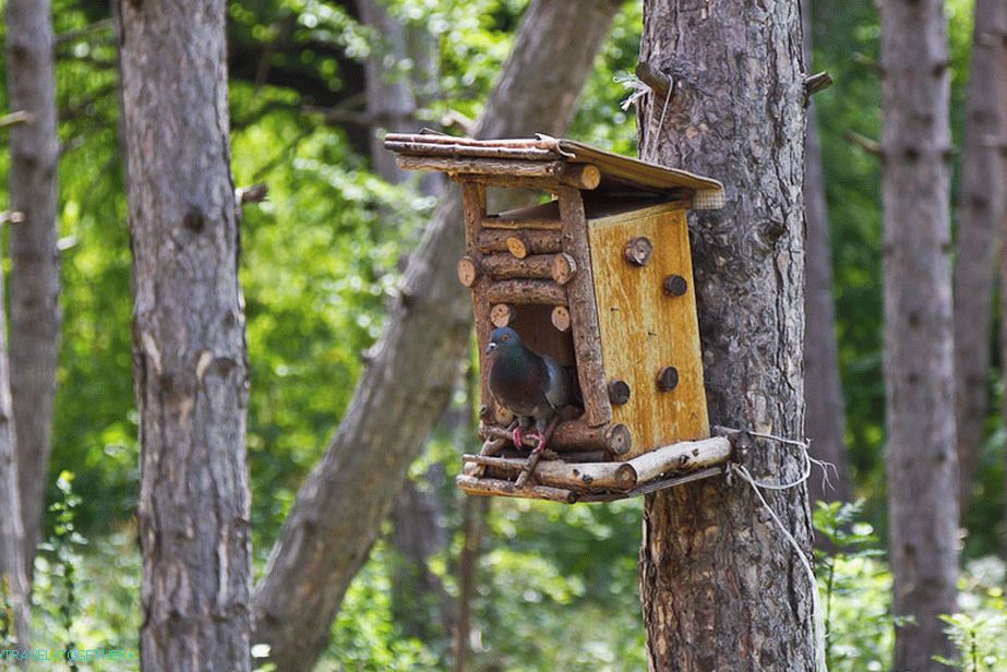 Birdhouses in a pine forest
