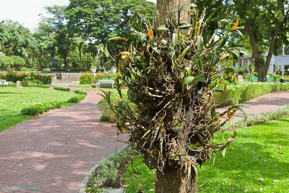 Plants are parasites growing on a tree trunk