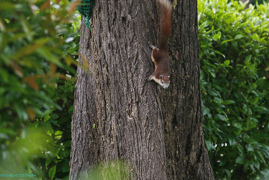 There are also squirrels there