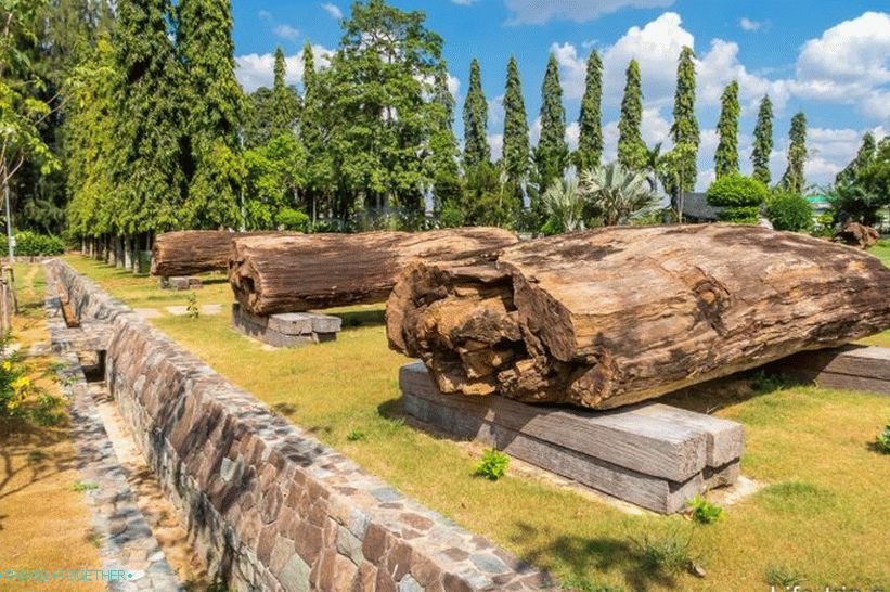 Trunks of million-year-old petrified trees