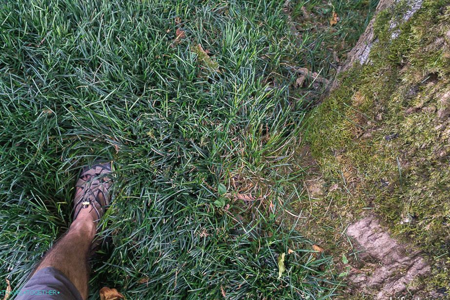 Terrific soft grass, you drown in it