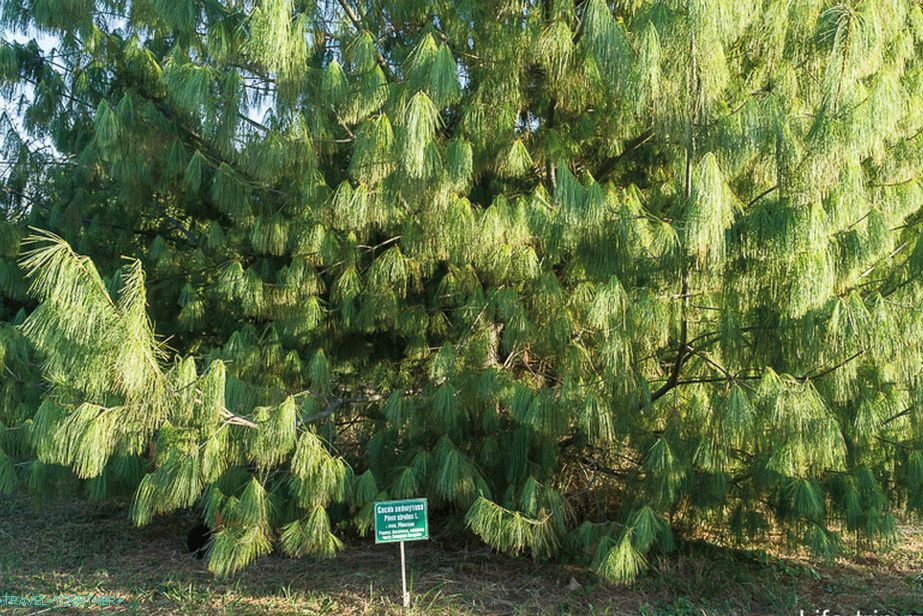 Some plants are signed