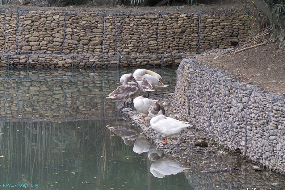 The lower part of the ponds