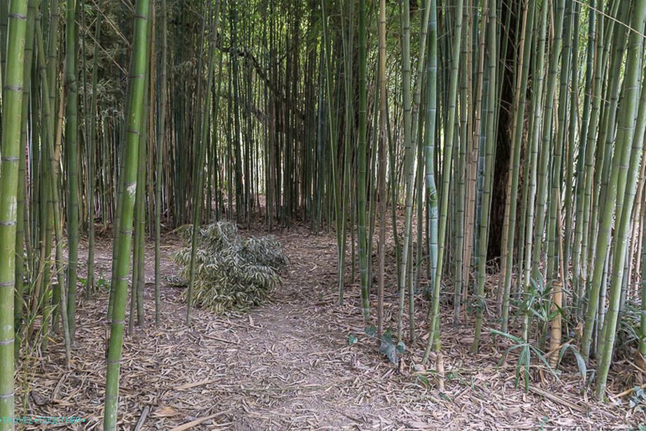 Bamboo Thickets