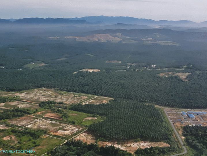 Palm trees - millions of green hedgehogs