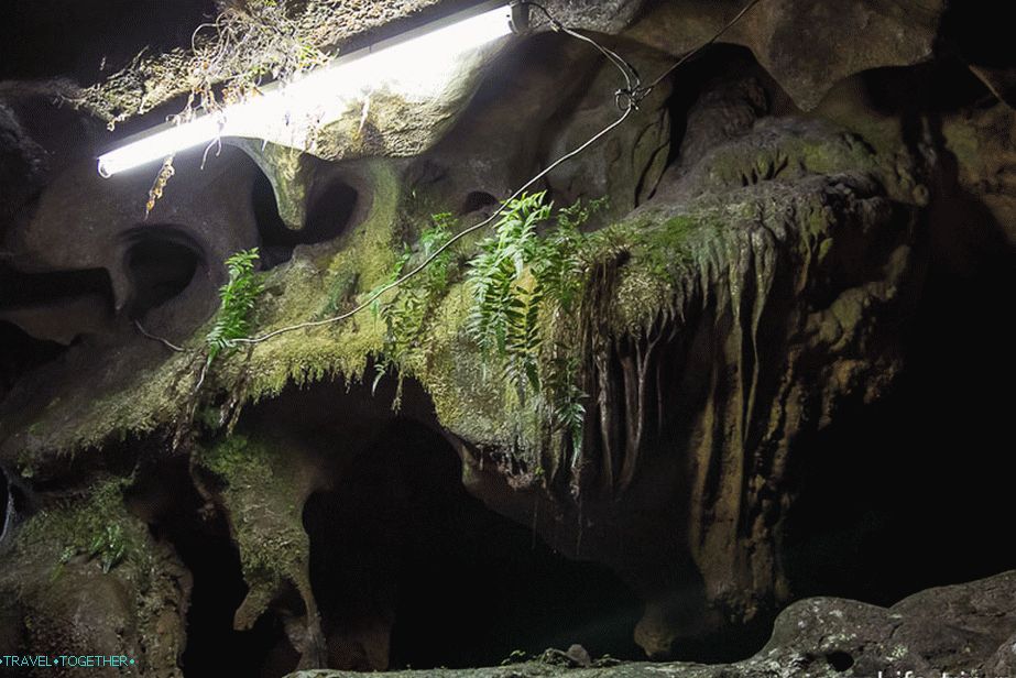 Near every lamp is a riot of life