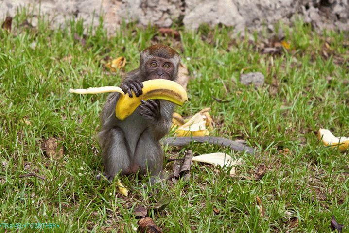 First, still friendly, because well-fed locals