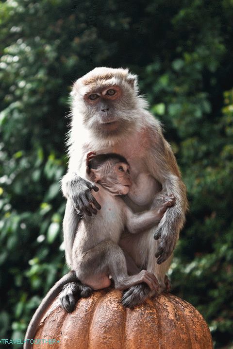 The touching picture at the stairs to the Batu Caves