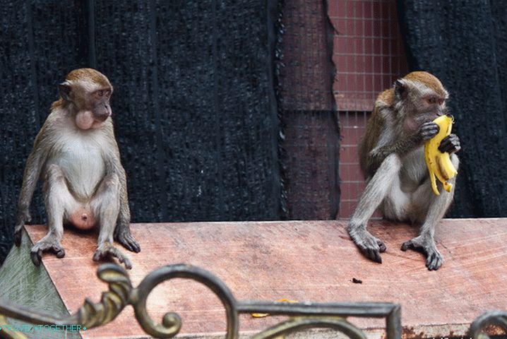 Pranksters of Batu Caves