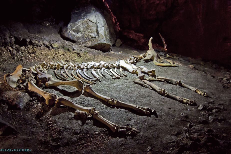 Skeleton of European bison