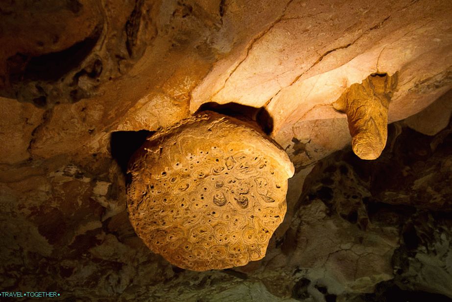 Stalactite Wasp Nest - the oldest in the cave
