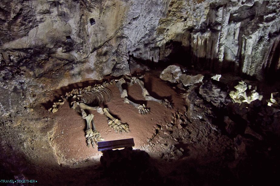 Skeleton of the Mammoth