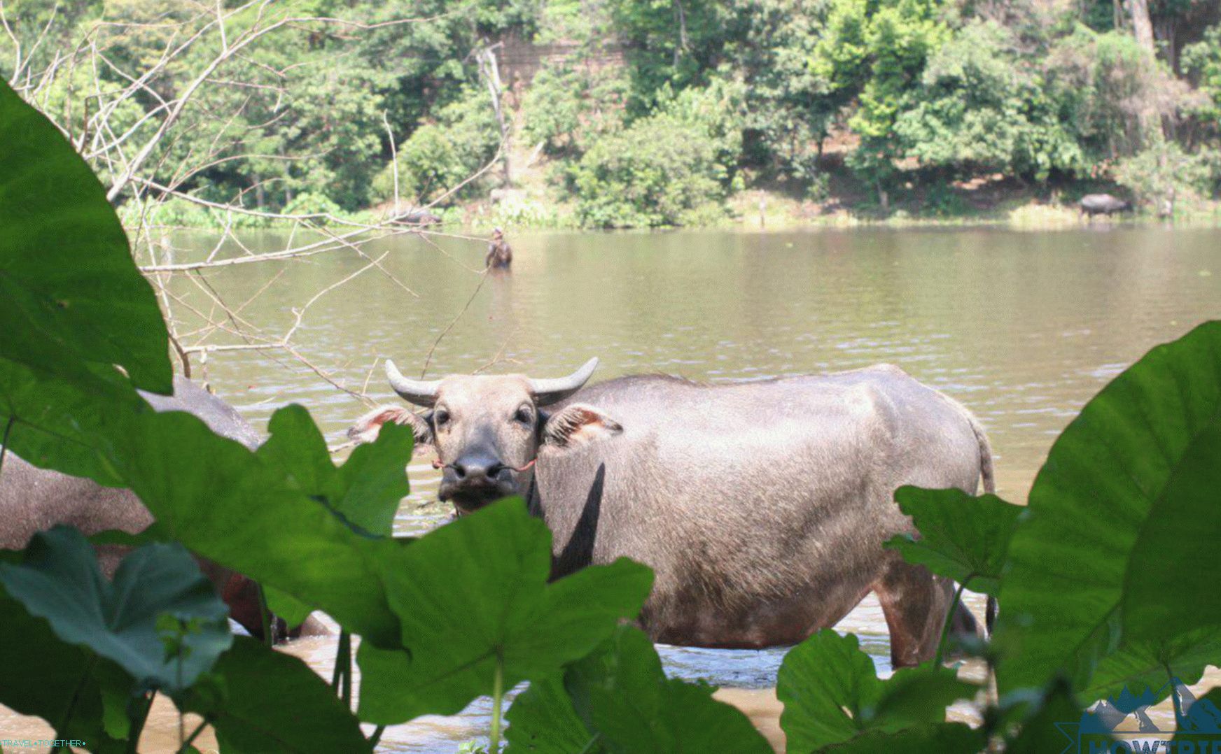 Animals and Nature in Cambodia