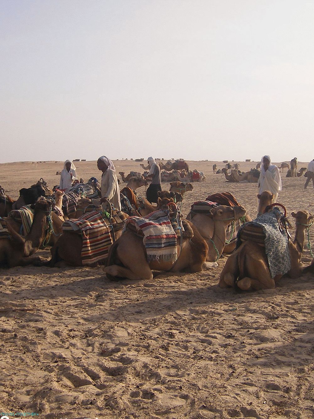 Tunisia Camel Tour