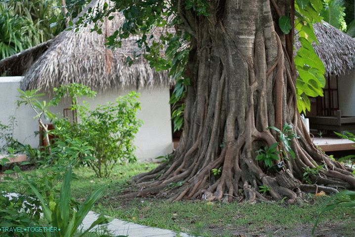 Vegetation in the Maldives.