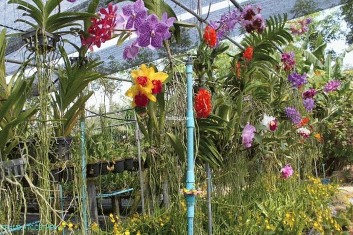 Weather in Phuket in June - Orchid Garden