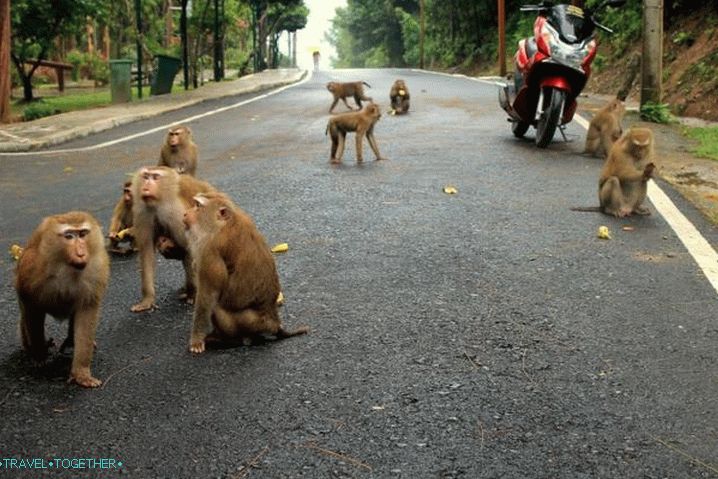 Phuket Monkey Mountain