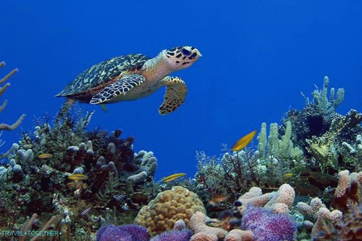 What to see, diving on the islands