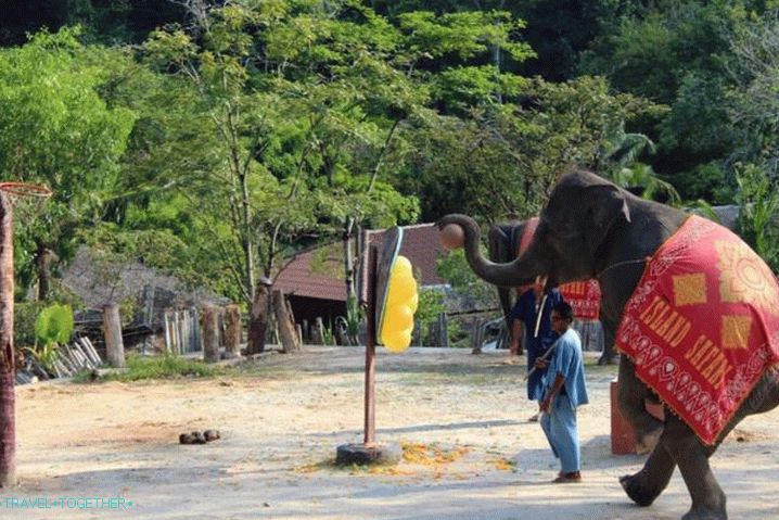 Phuket Elephant Show