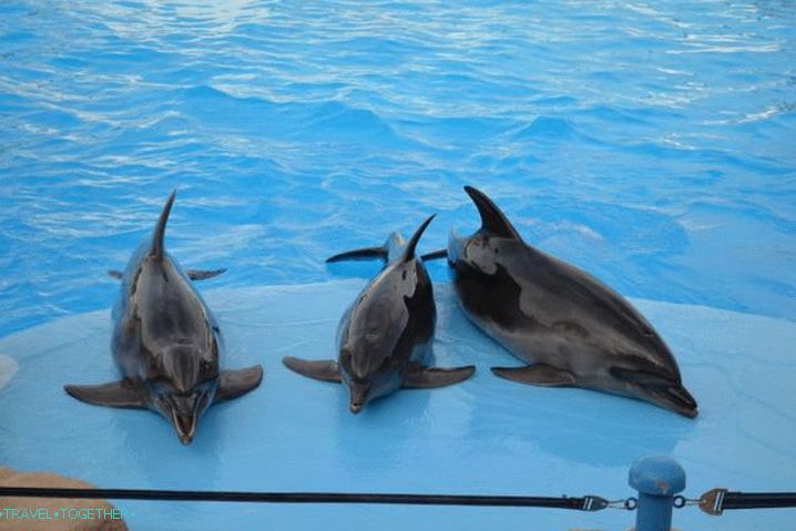 Holidays with children, Dolphinarium