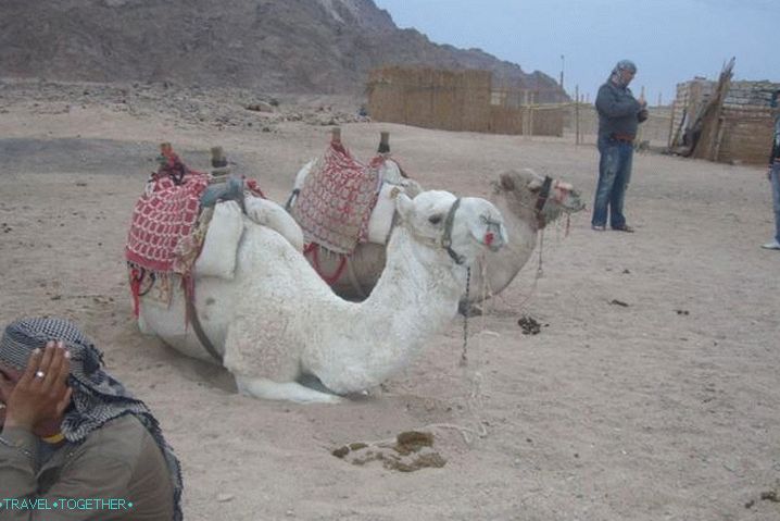 Hurghada, In a Bedouin village