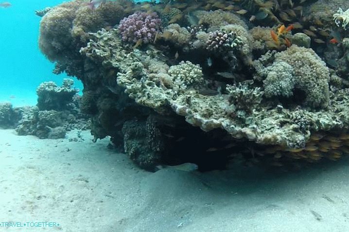 Taba, the underwater world