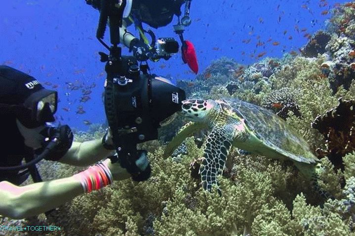 Sharm el-Sheikh, diving