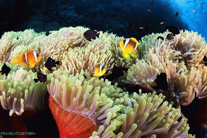 Safaga, Coral Reef in Safaga