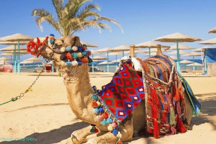 Hurghada, Camel on the beach of Hurghada