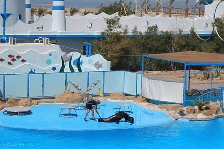 Where it is better to rest with a child, Dolphinarium in Hurghada