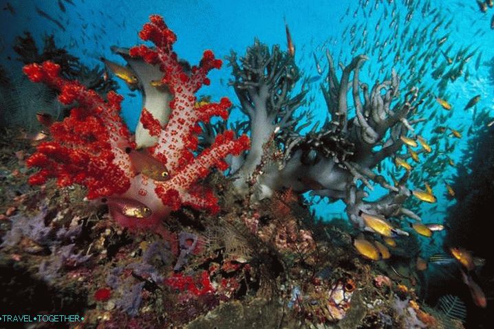 Sharm el-Sheikh, Underwater world of the Red Sea