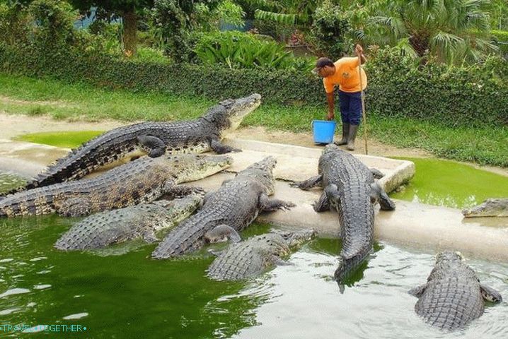 Rest with children, Crocodile attraction