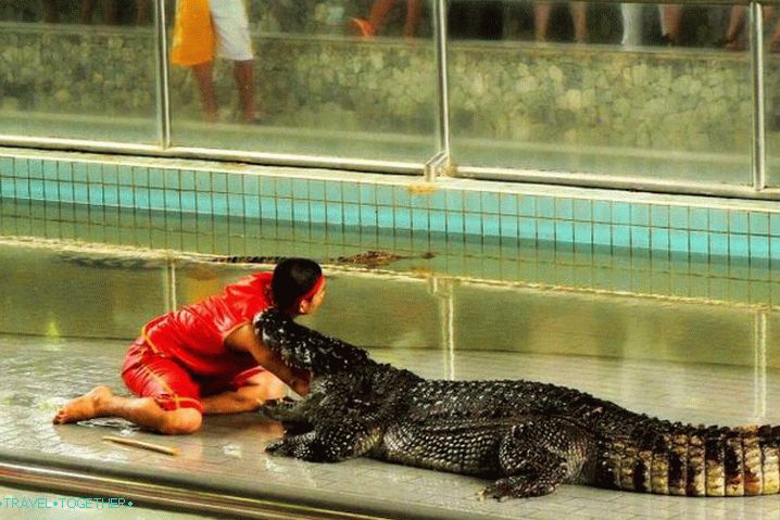 Pattaya Crocodile Farm