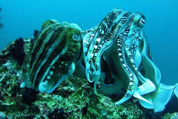 Things to do in Phuket, Richelieu Rock