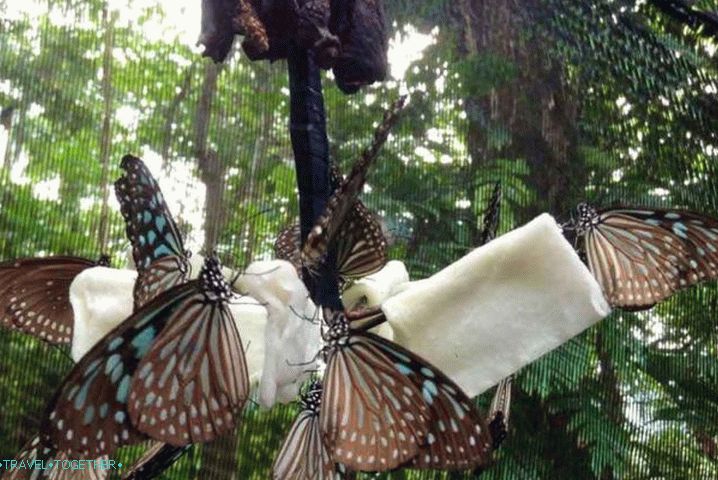 Samui, Butterfly Garden