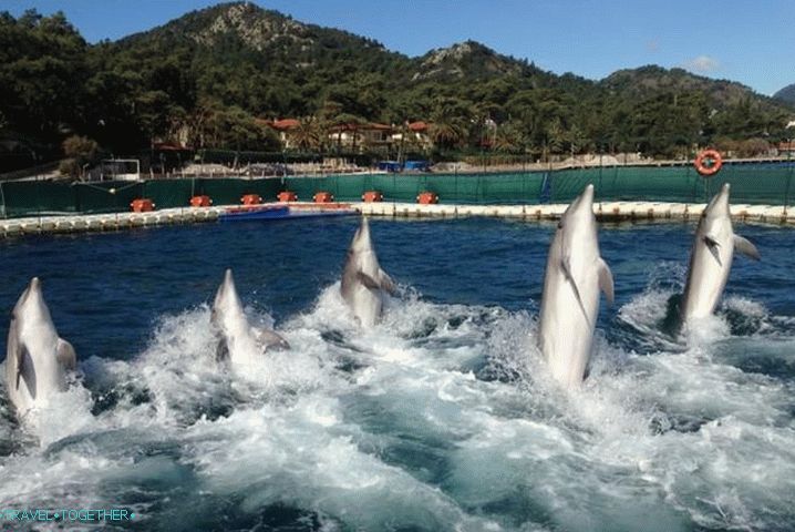 vacation with children, Marmaris Dolphinarium