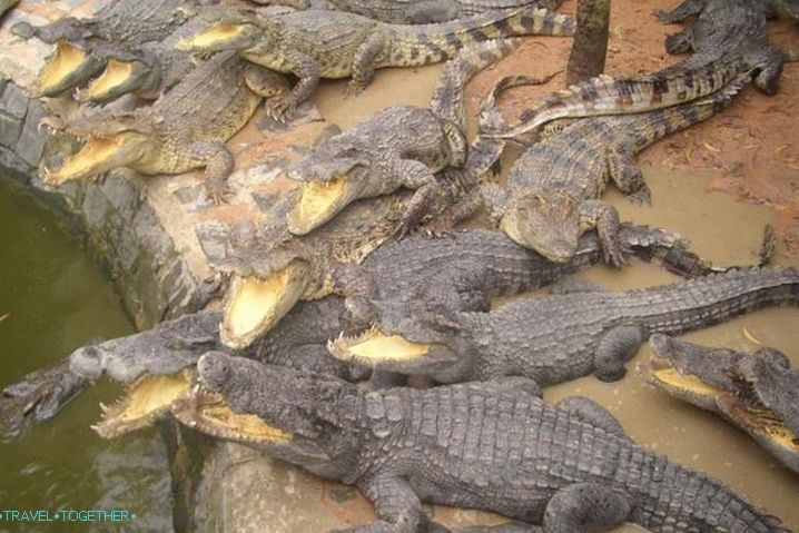 Phan Thiet, Crocodile Farm