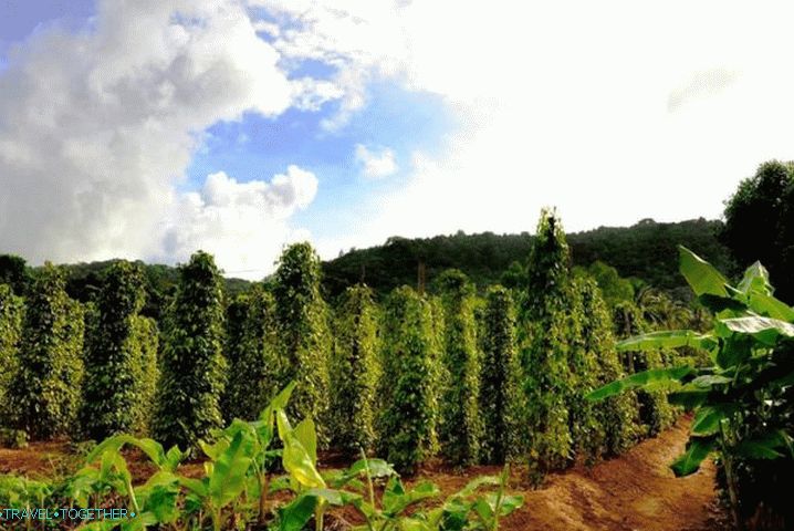 Phu Quoc, black pepper plantation