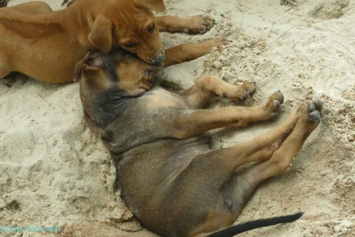 Phu Quoc Nursery for Ridgeback in Fukuoka