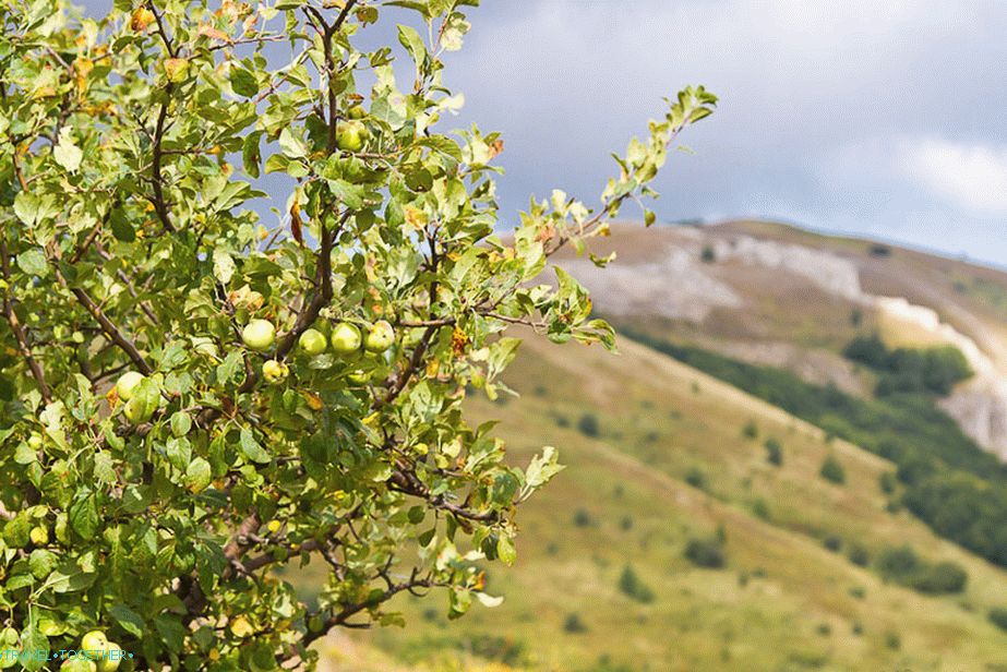 Apples grow everywhere