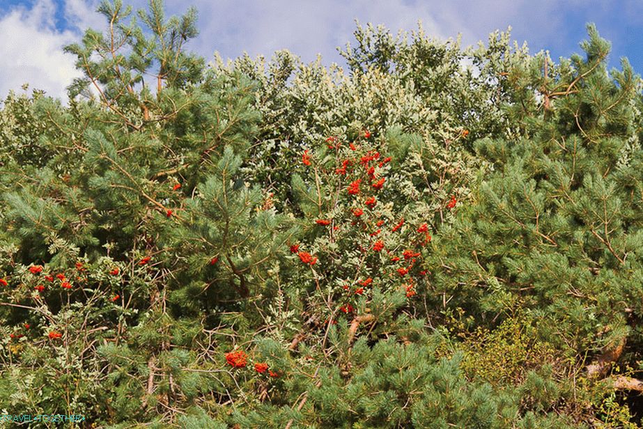 Red Rowan berries on the background of conifer needles