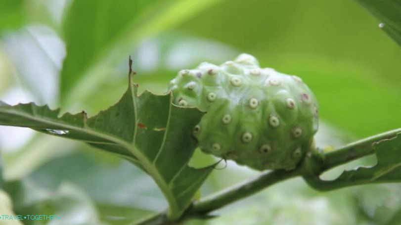 The fruits of the Noni tree in Thailand