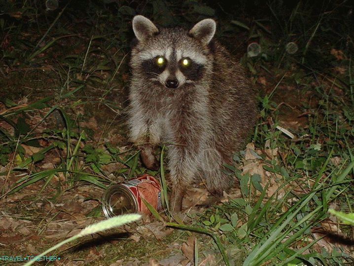 Thief in person. Spur condensed milk.