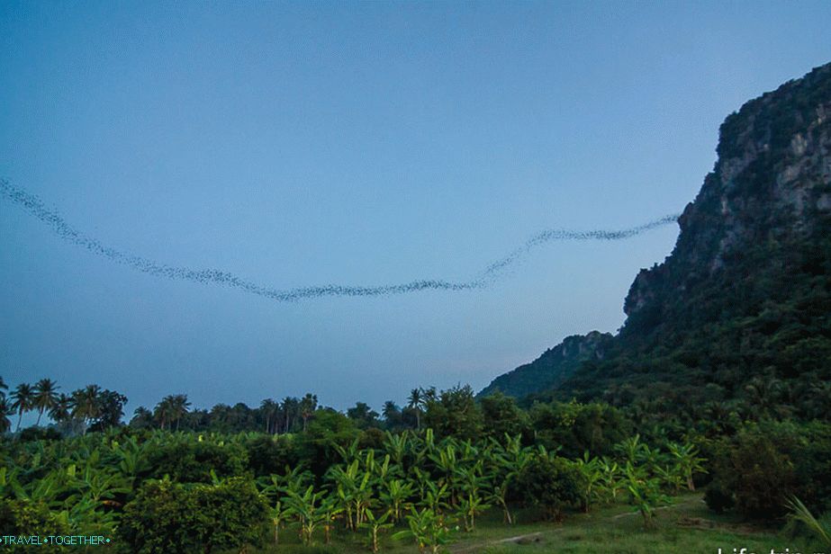 Mountain of bats near ChaAm