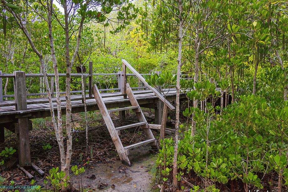 Ladder for those who are not afraid to go down