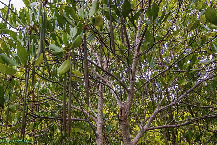 Mangroves multiply by these pods