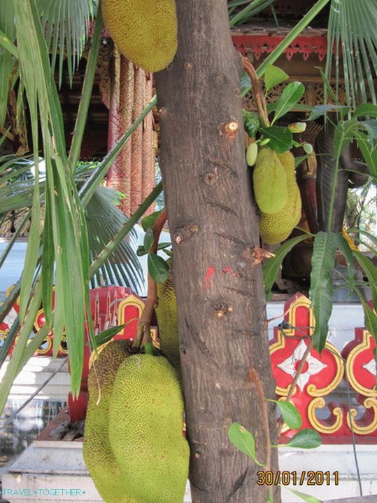 Jackfruits grow on trees